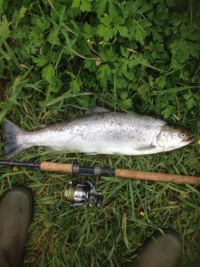 Erik Erbs havørred 58 cm 2.5 kg