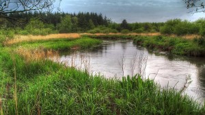 RSF skønne fiskevand