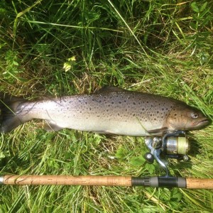 Erik Erbs Havørred 52 cm 1.6 kg
