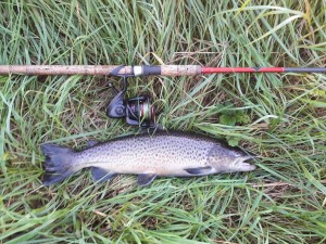 Martin Havørred 49 cm 1.5 kg