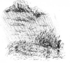 Regn