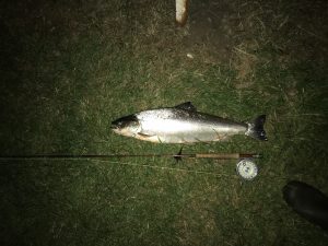 Dennis Flynder's havørred 61 cm 2.9 kg