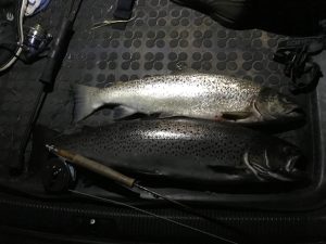 Havørred på 63 cm fra Poulsen's plads og nederst havørred fra Åbøl på 70 cm