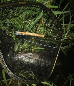 65 cm Catch&Release (Mr. Sjørret)