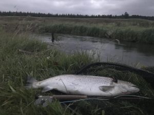 Dennis havørred 64 cm