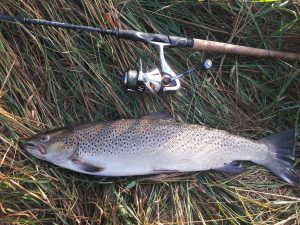 Martin's havørred 60 cm 2.5 kg