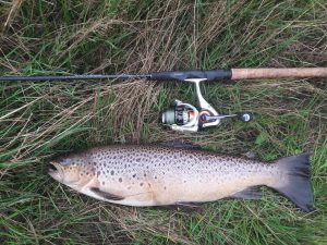 Martin Lausen havørre 61 cm 2.6 kg