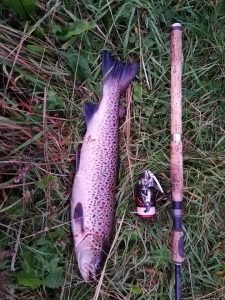 Stig's havørred 56 cm knap 2 kg