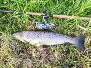 Finn's havørred Hjortvad å 57 cm 1.8 kg 