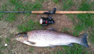 Niels Ole's Havørred 52 cm 2750 gram