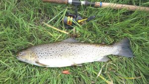 Bjarne's havørred 54 cm 1.8 kg
