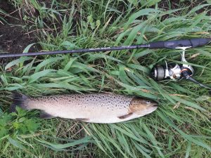Martin Gude, 46 cm 1,08 kg