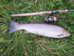 Stig's havørred fra Gelså. 64 cm 2,9 kg