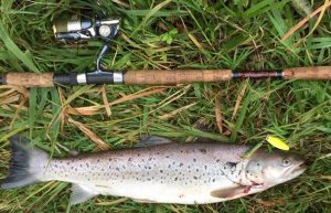 Eriks Erbs havørred 57 cm 1.8 kg