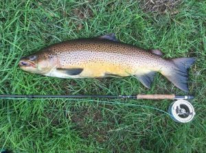 Martin Schack's havørred 88 cm 7.3 kg
