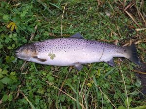 Ole Veltz havørred, 74 cm 4.5 kg fanget i Gels å