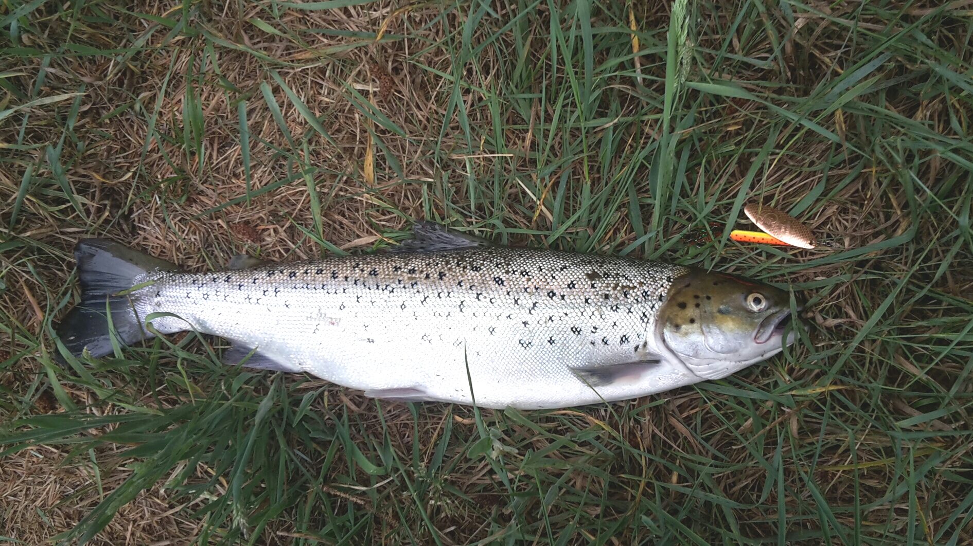 Bjarne's havørred 48 cm