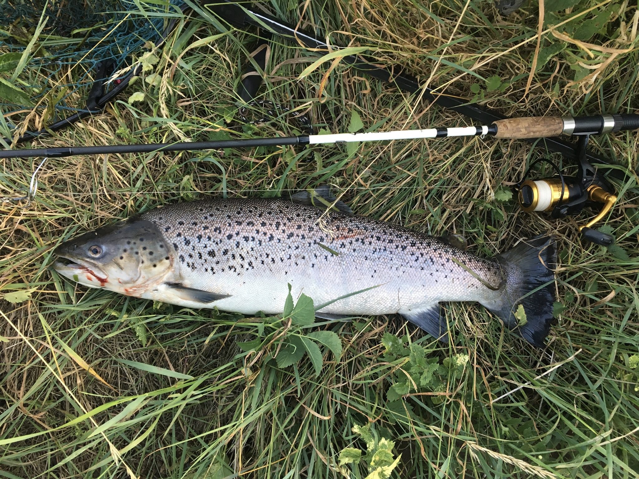 Claus's havørred 67 cm fanget på en Cobber Vibrax 4